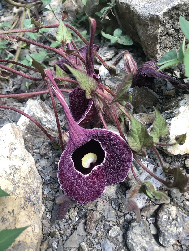 Aristolochia cardiantha photo 6