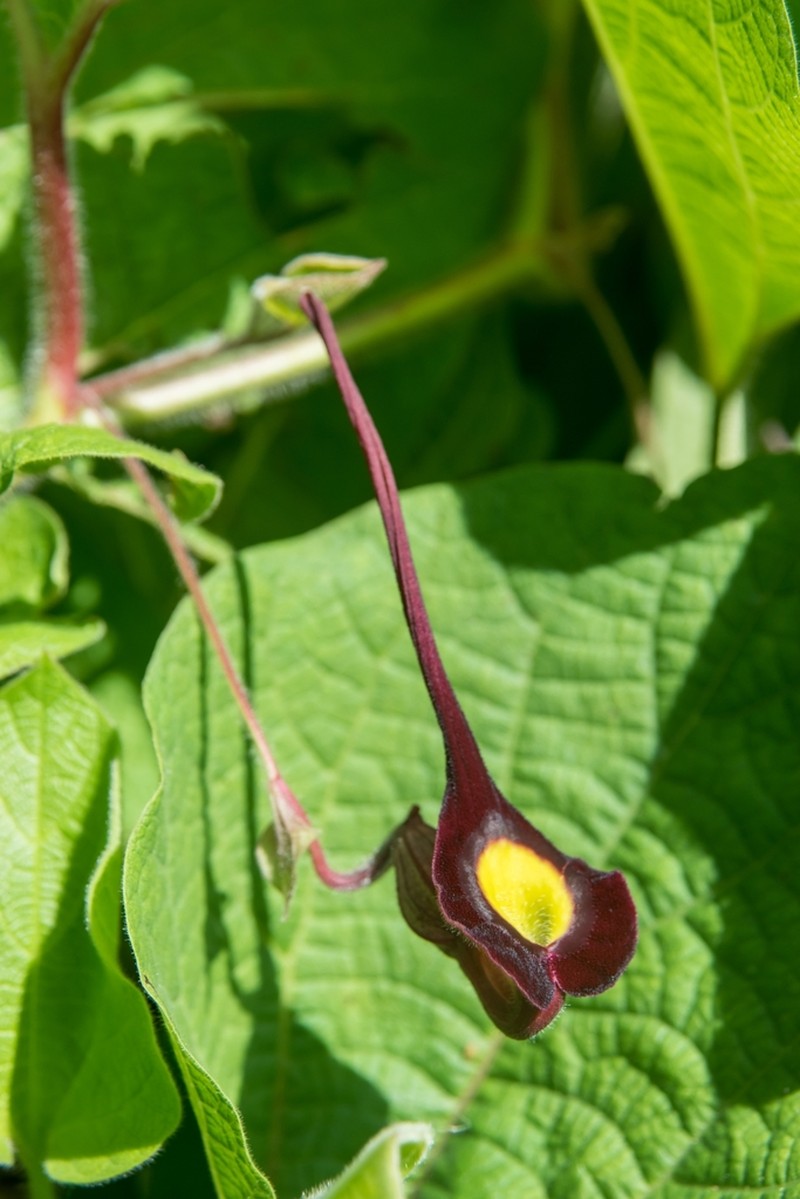Aristolochia cardiantha photo 7