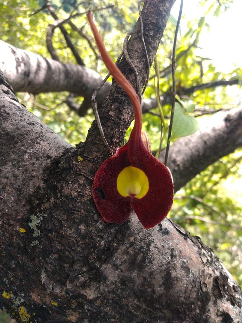 Aristolochia cardiantha photo 8