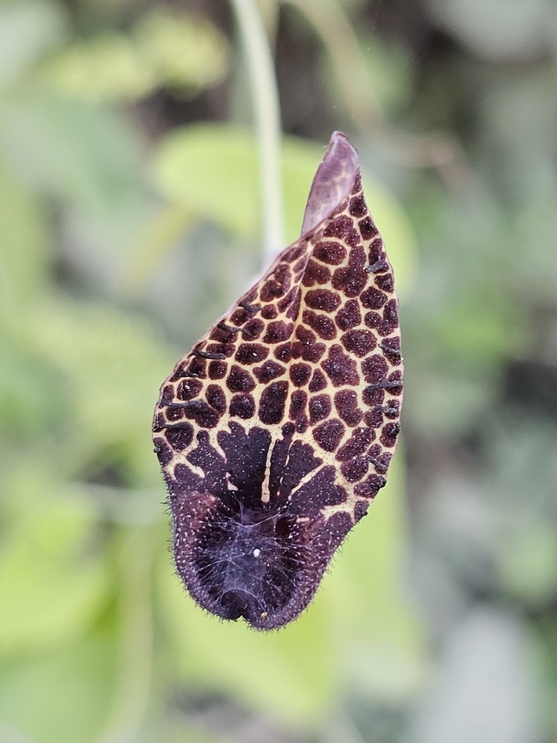 Aristolochia carterae
