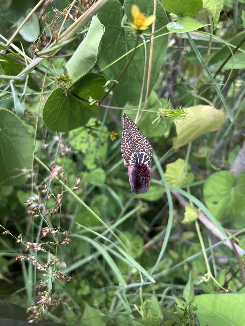 Aristolochia carterae photo 2