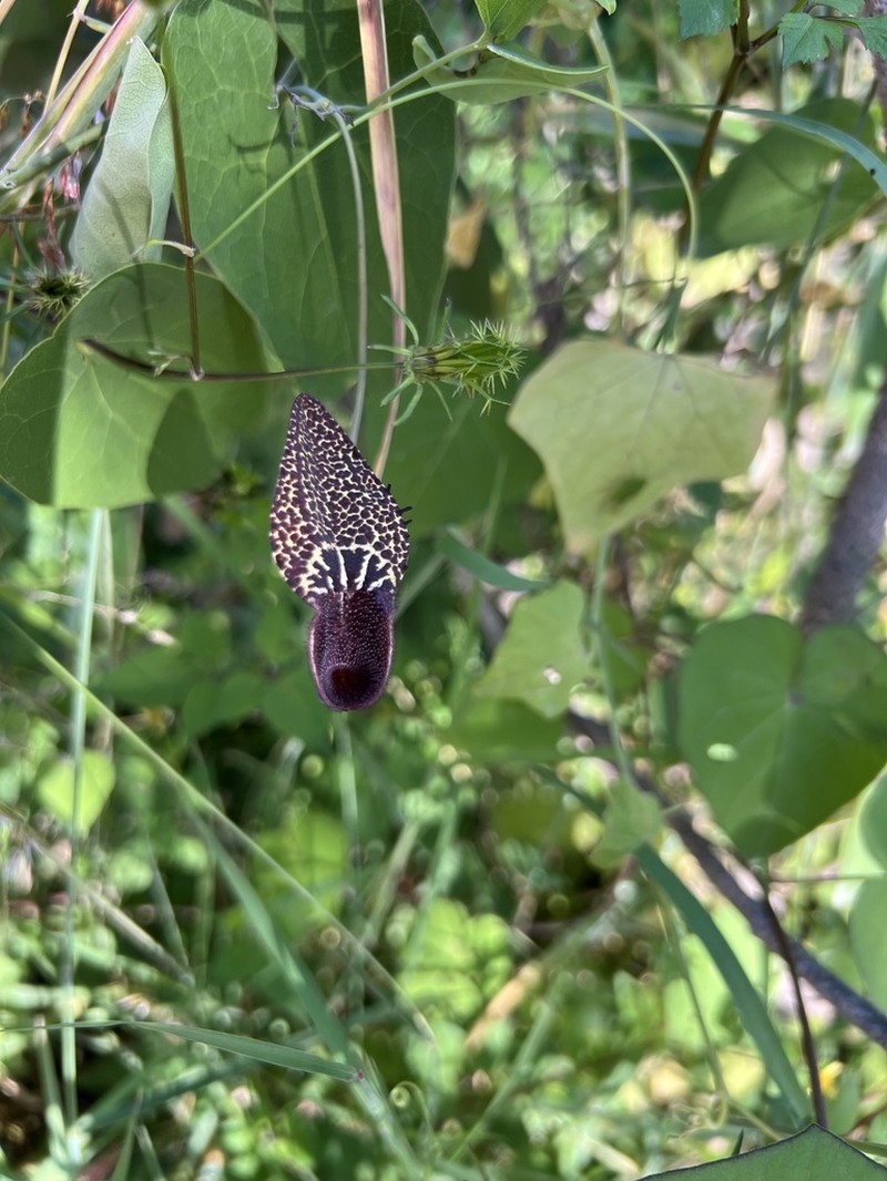 Aristolochia carterae photo 3