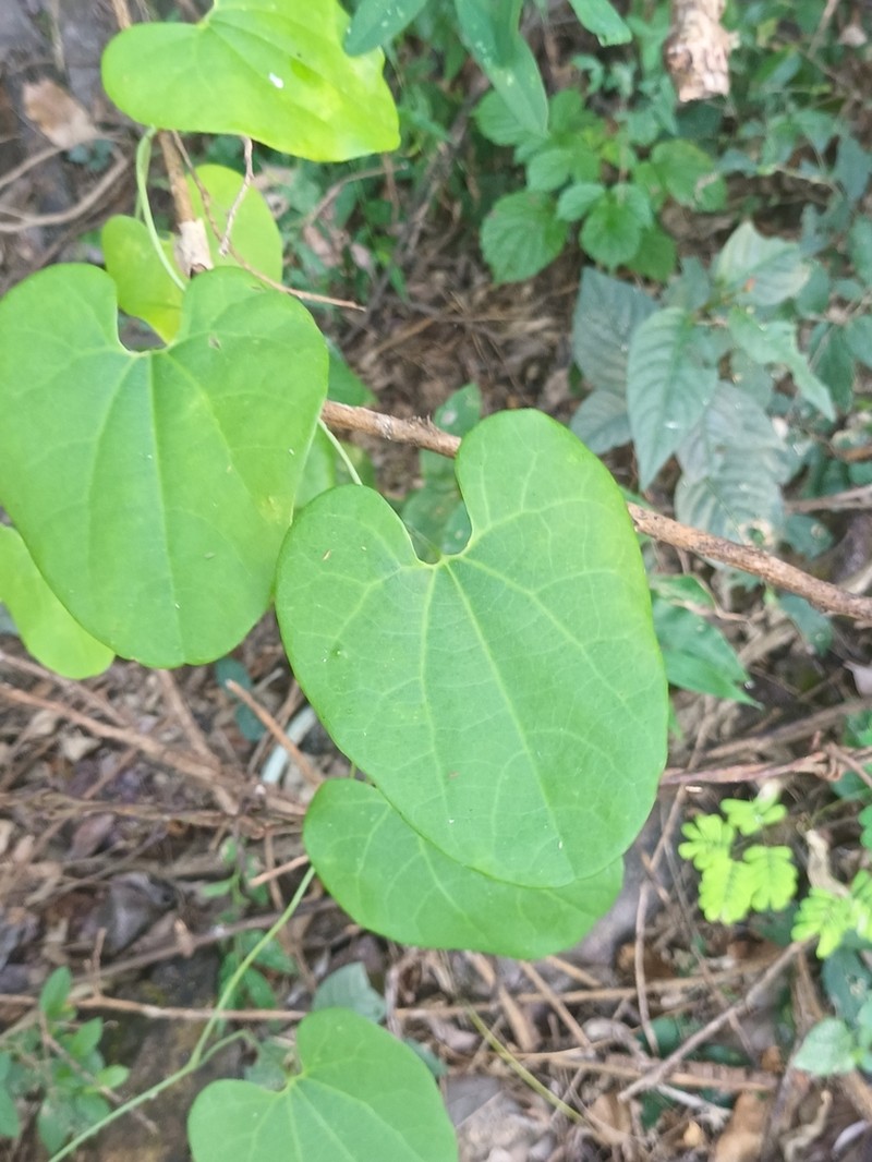 Aristolochia carterae photo 4