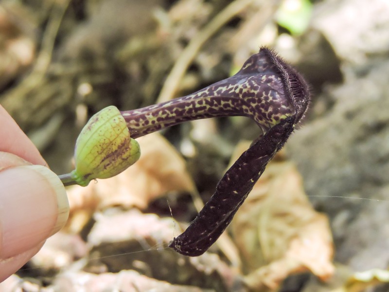Aristolochia carterae photo 5