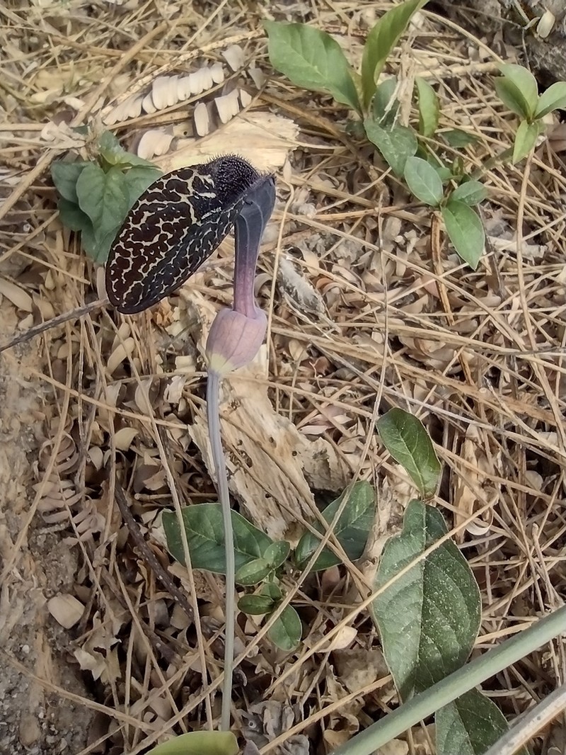 Aristolochia carterae photo 6