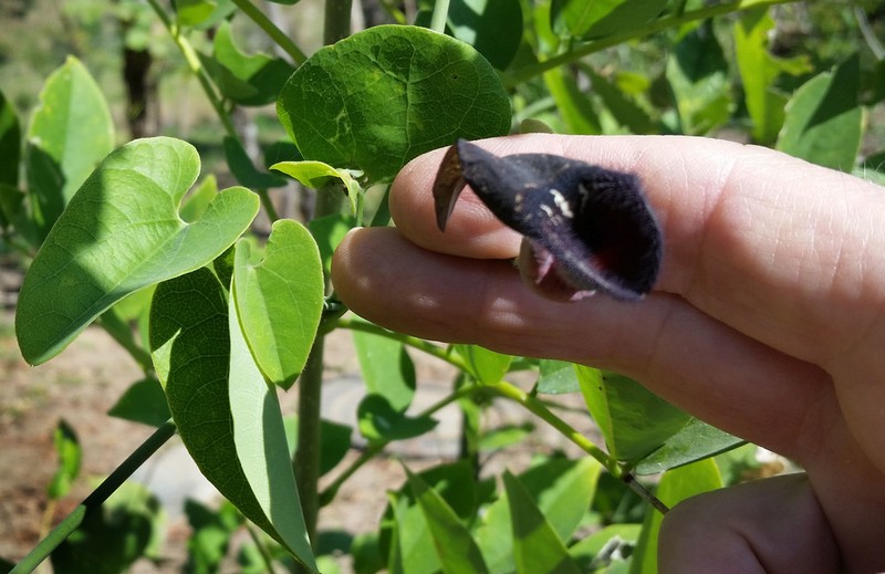 Aristolochia carterae photo 7