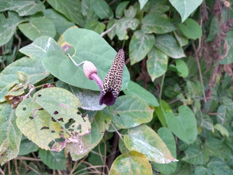 Aristolochia carterae photo 8