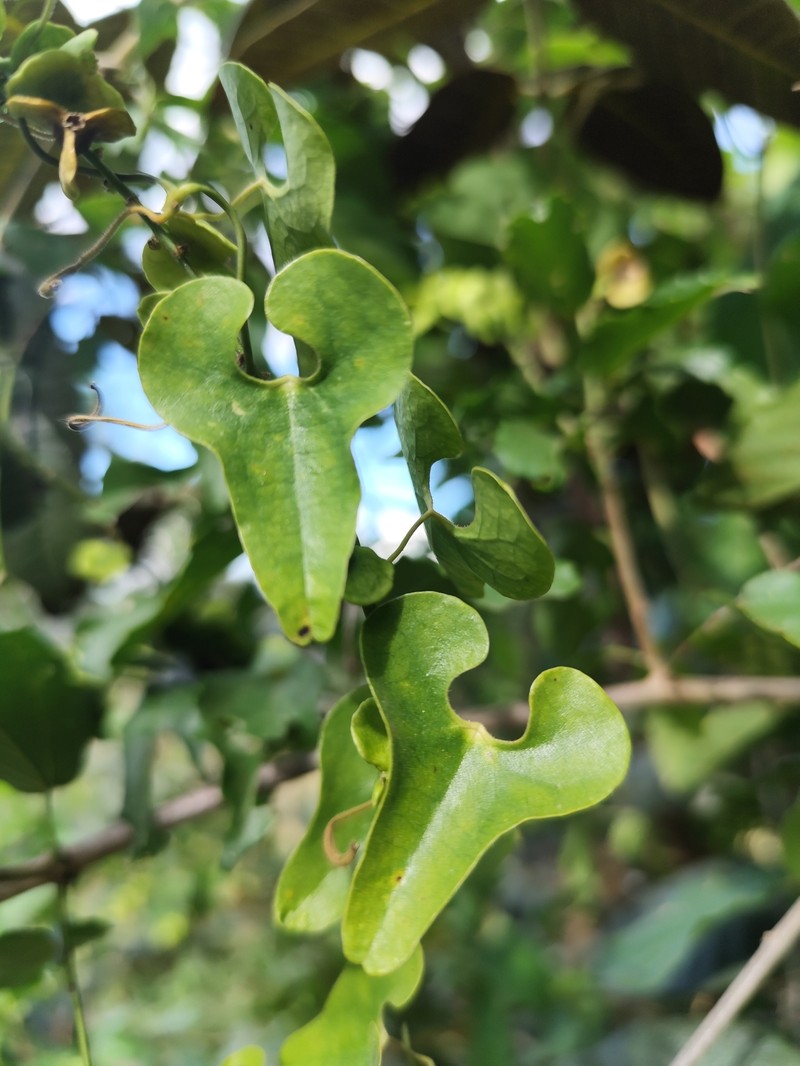 Aristolochia caudata photo 3