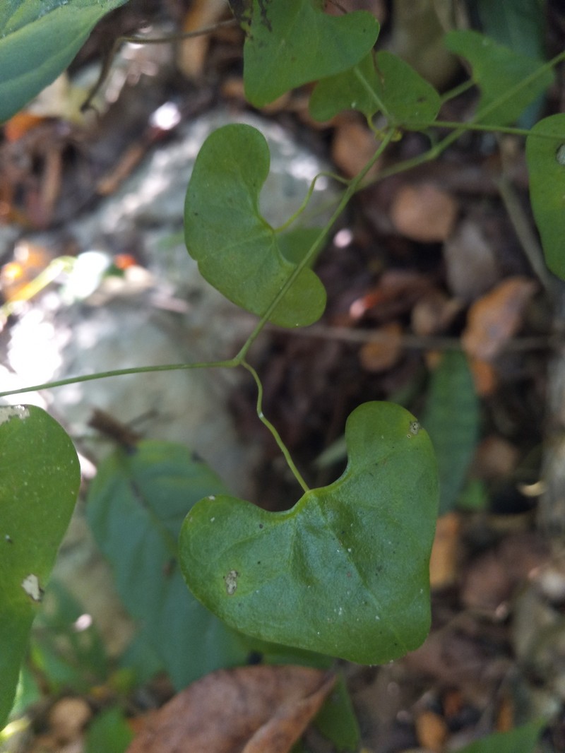 Aristolochia caudata photo 4