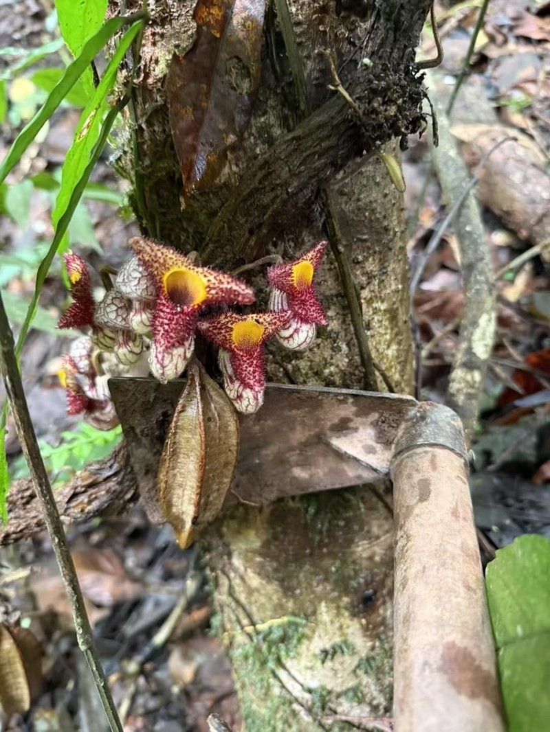 Aristolochia caulialata