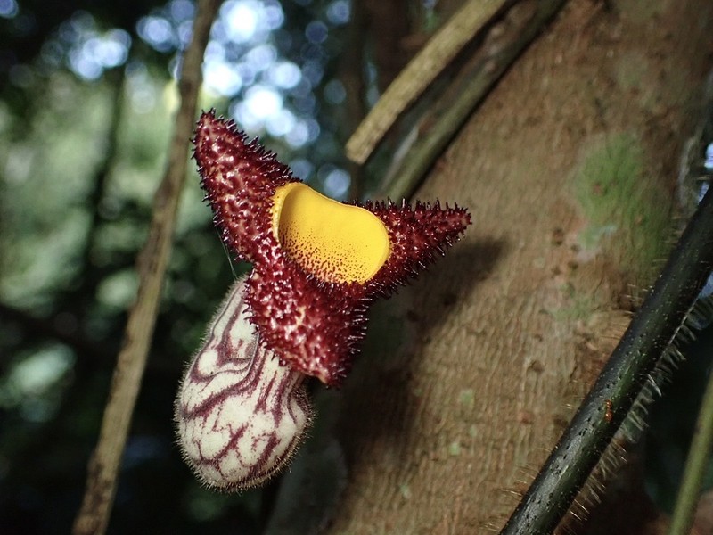 Aristolochia caulialata photo 2