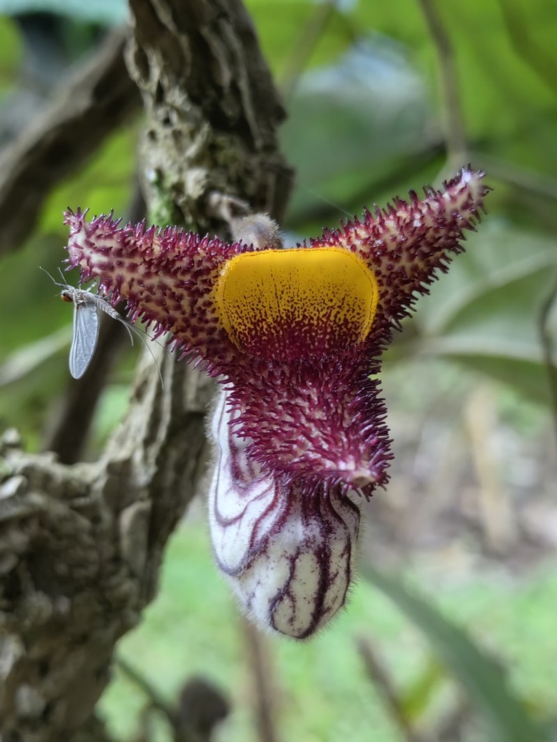 Aristolochia caulialata photo 5