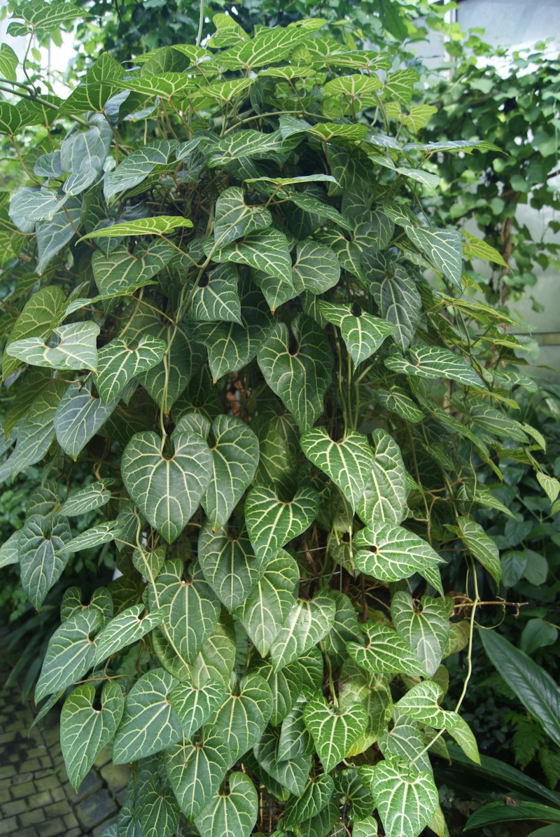 Aristolochia cauliflora