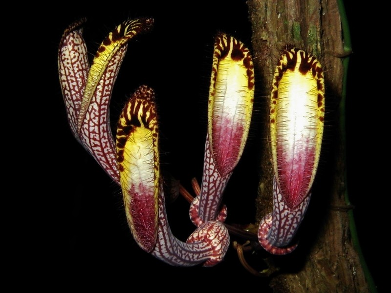 Aristolochia cauliflora photo 2
