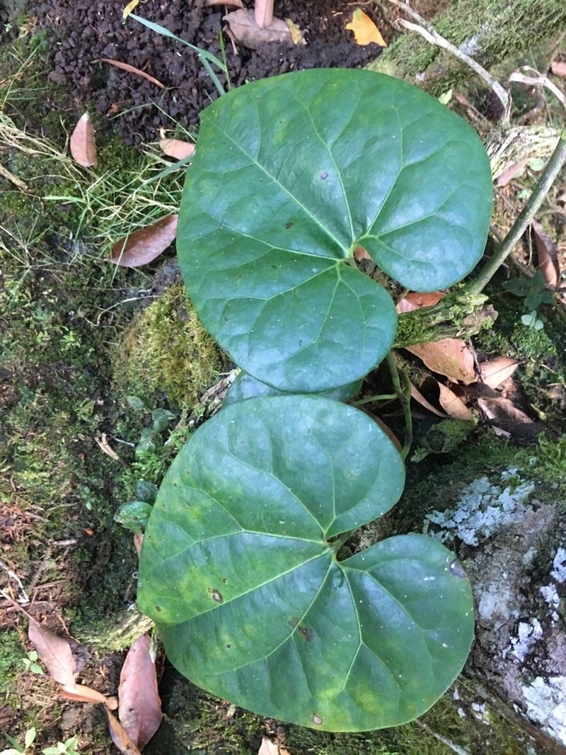Aristolochia cauliflora photo 3