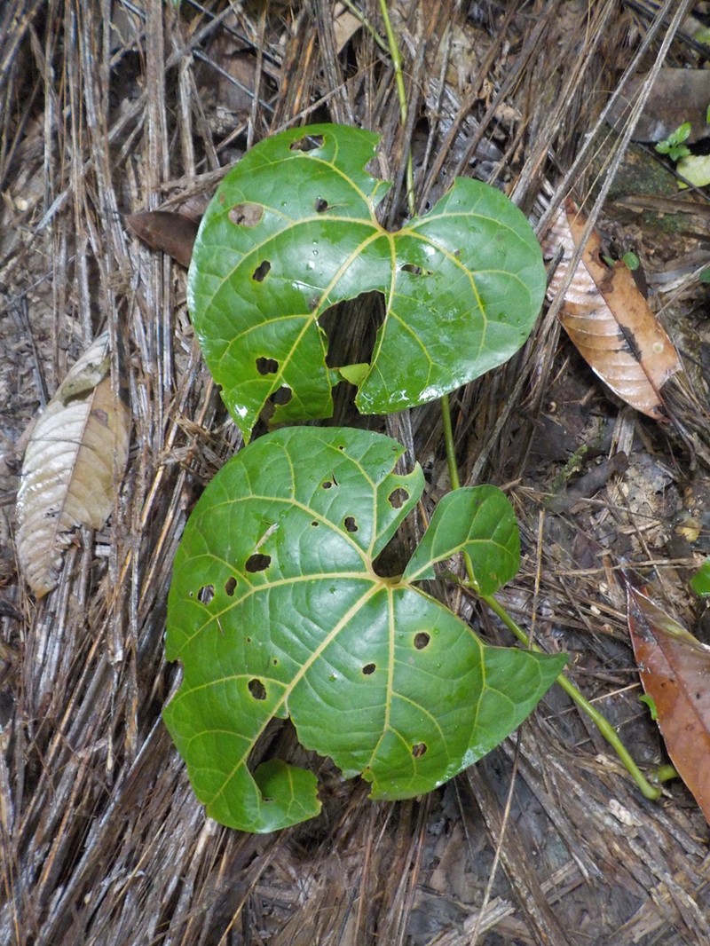 Aristolochia cauliflora photo 4