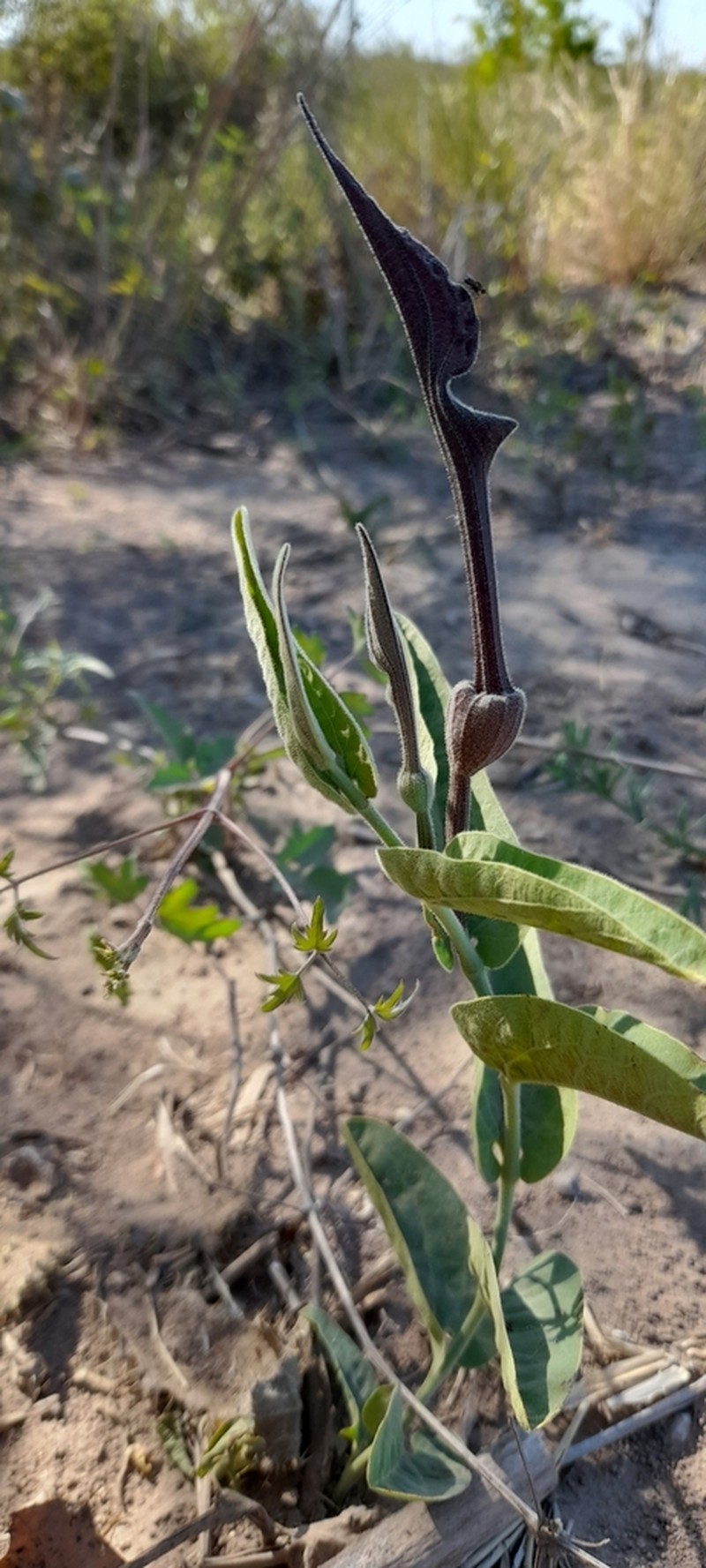 Aristolochia ceresensis