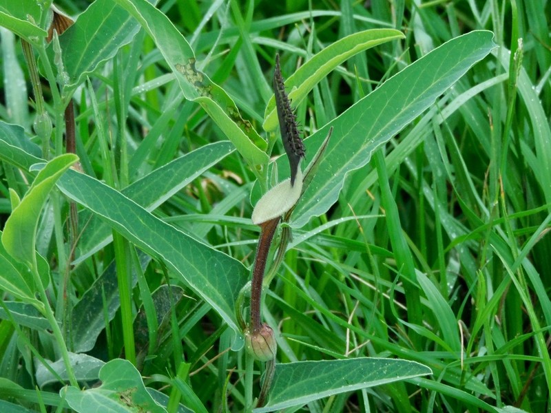 Aristolochia ceresensis photo 4