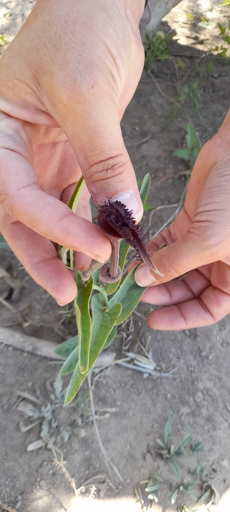 Aristolochia ceresensis photo 5
