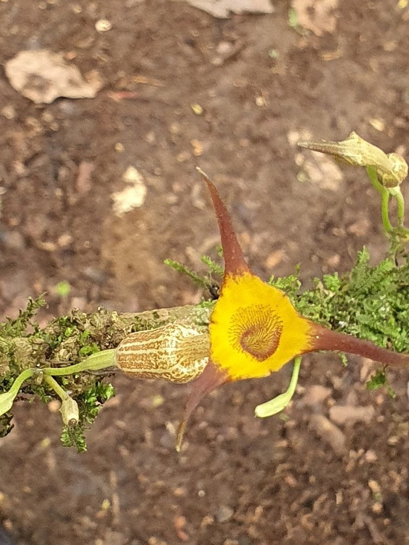 Aristolochia ceropegioides