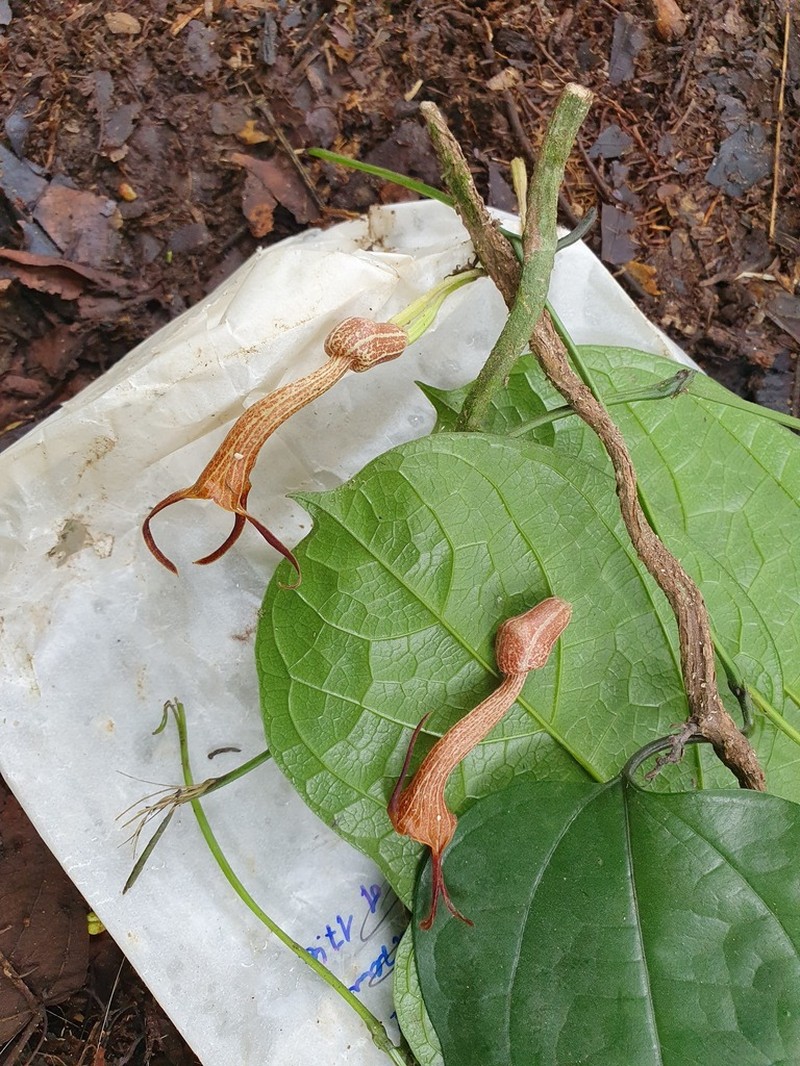 Aristolochia ceropegioides photo 2