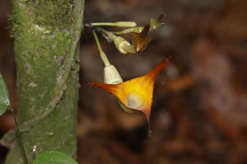 Aristolochia ceropegioides photo 3