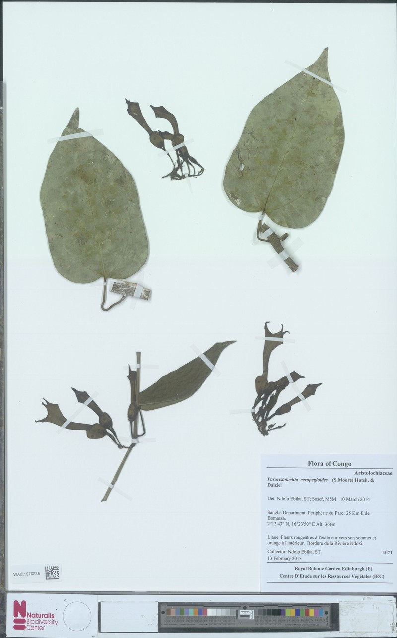 Aristolochia ceropegioides photo 4
