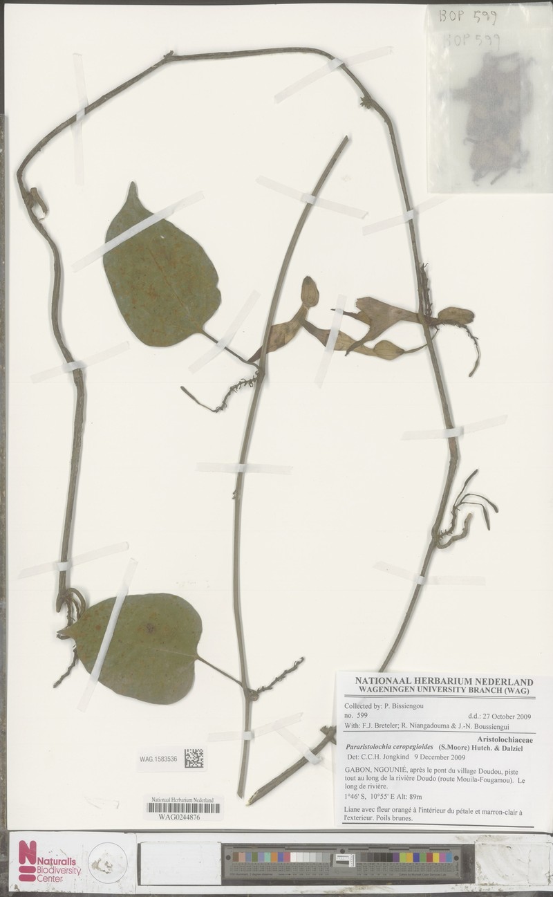 Aristolochia ceropegioides photo 5