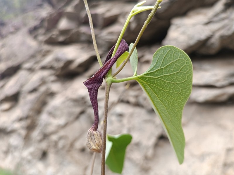 Aristolochia chachapoyensis