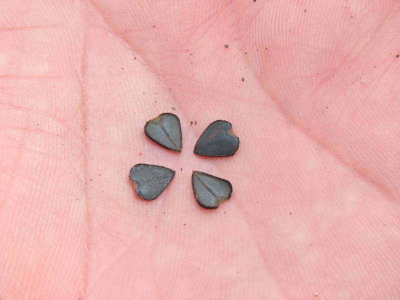 Aristolochia chachapoyensis photo 2