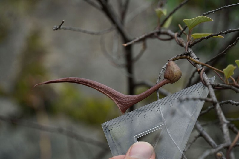 Aristolochia chachapoyensis photo 3