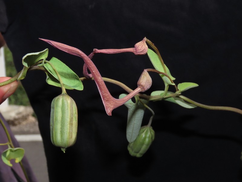 Aristolochia chachapoyensis photo 5