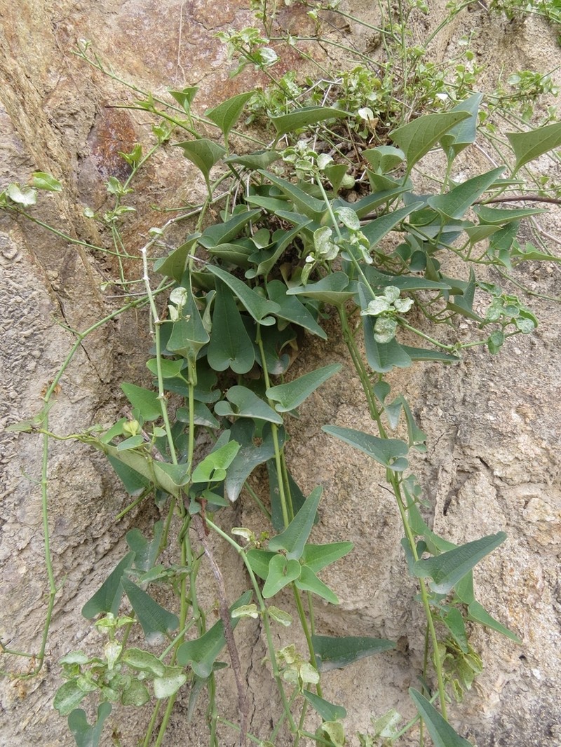 Aristolochia chachapoyensis photo 7