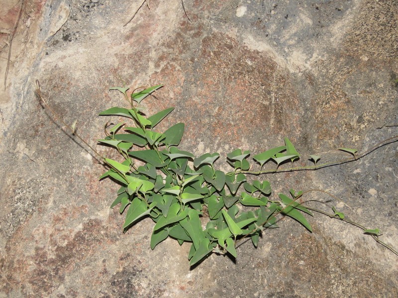 Aristolochia chachapoyensis photo 8