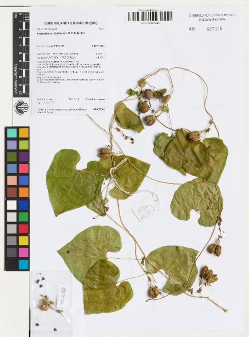 Aristolochia chalmersii