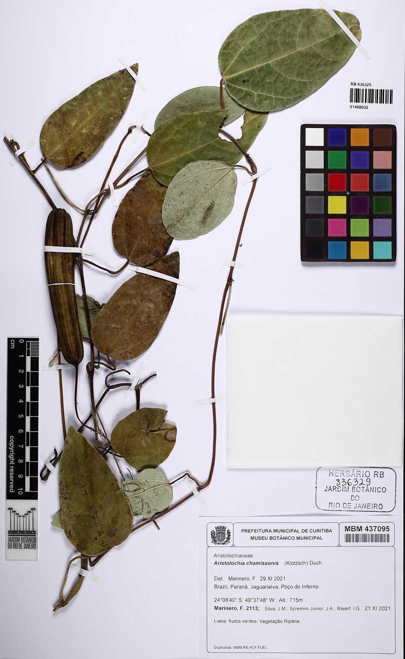 Aristolochia chamissonis photo 2