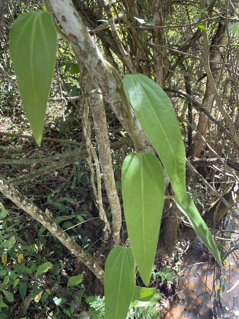 Aristolochia chamissonis photo 4