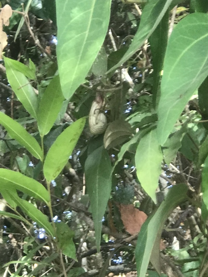 Aristolochia chamissonis photo 5