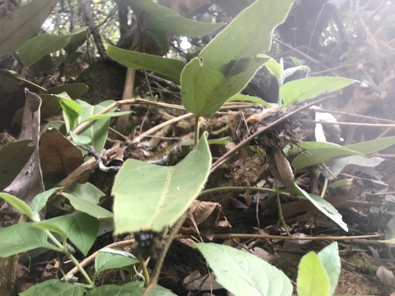 Aristolochia chamissonis photo 6