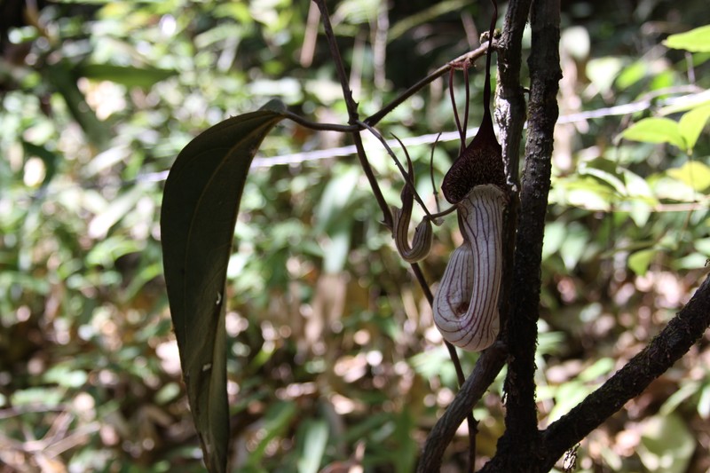 Aristolochia chamissonis photo 8