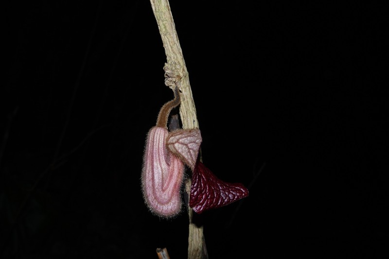 Aristolochia championii
