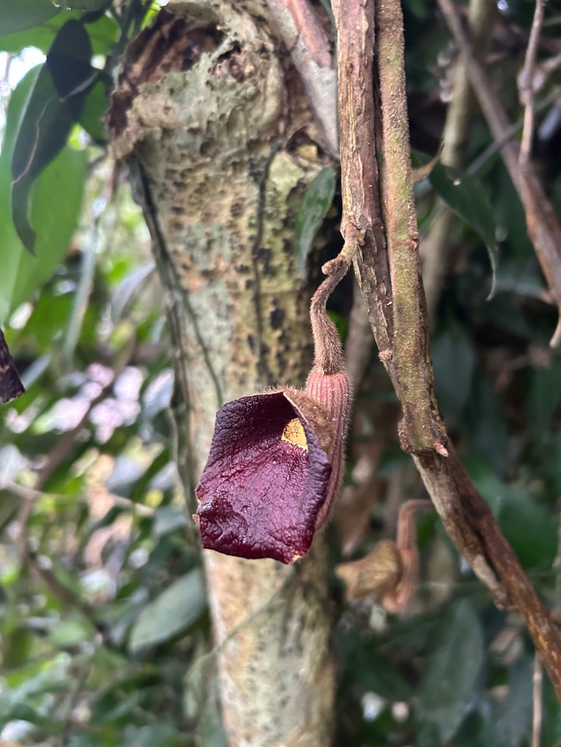 Aristolochia championii photo 2