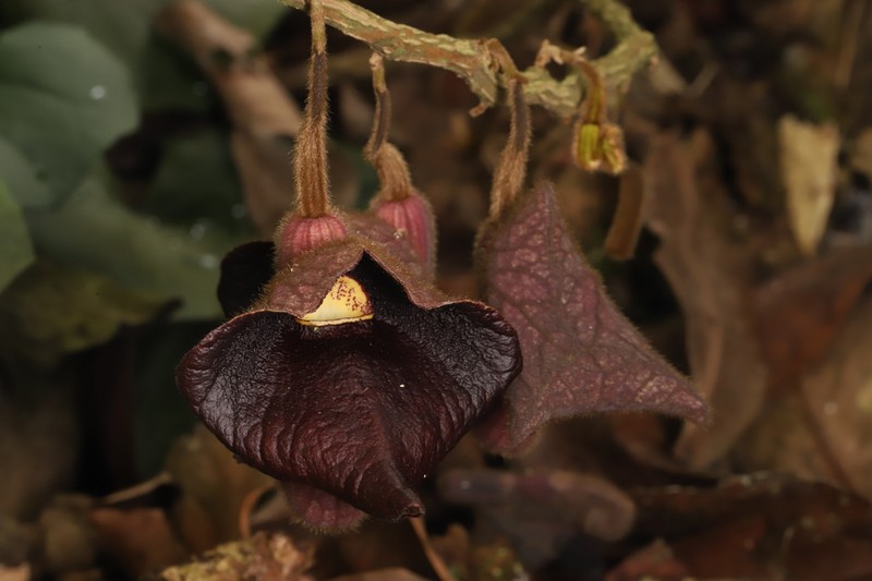 Aristolochia championii photo 4