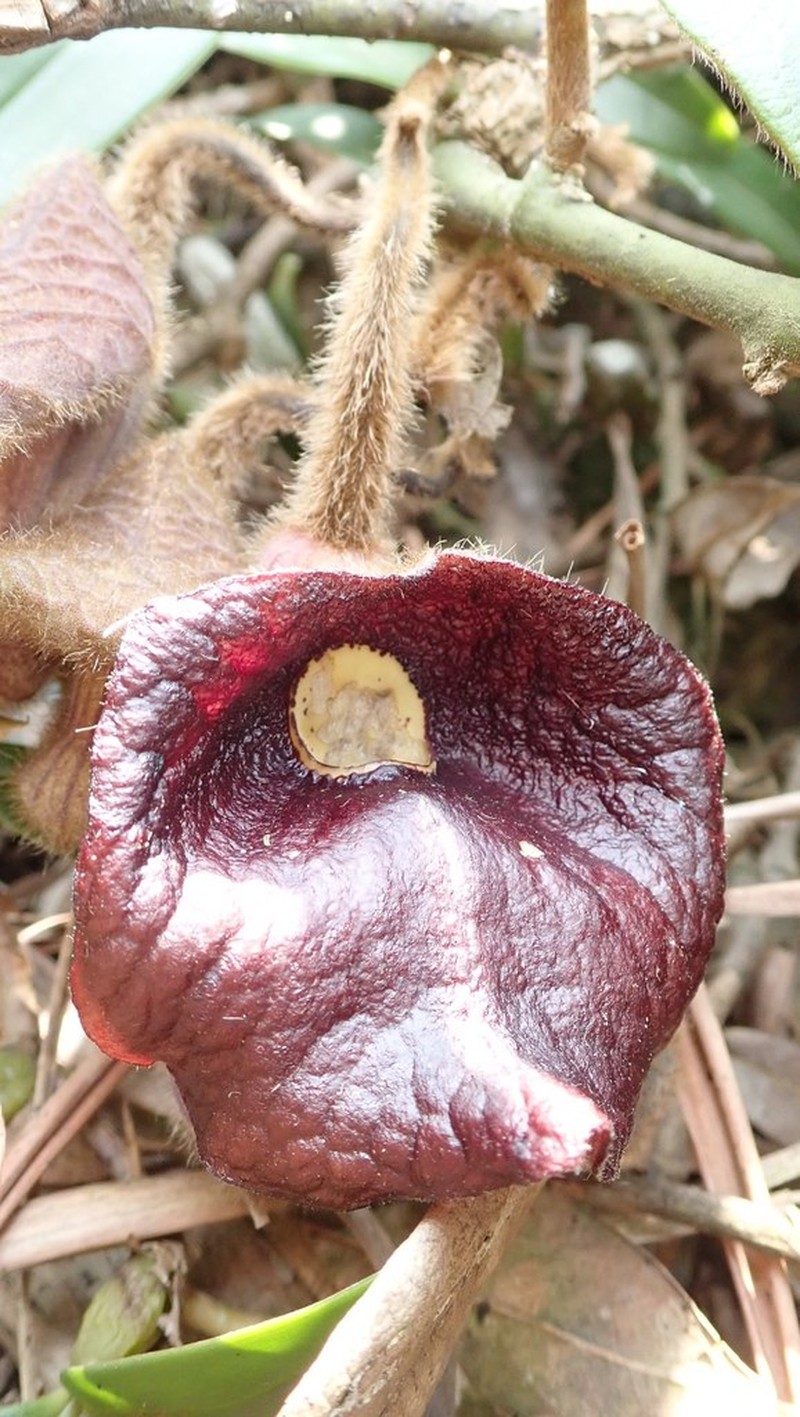 Aristolochia championii photo 5