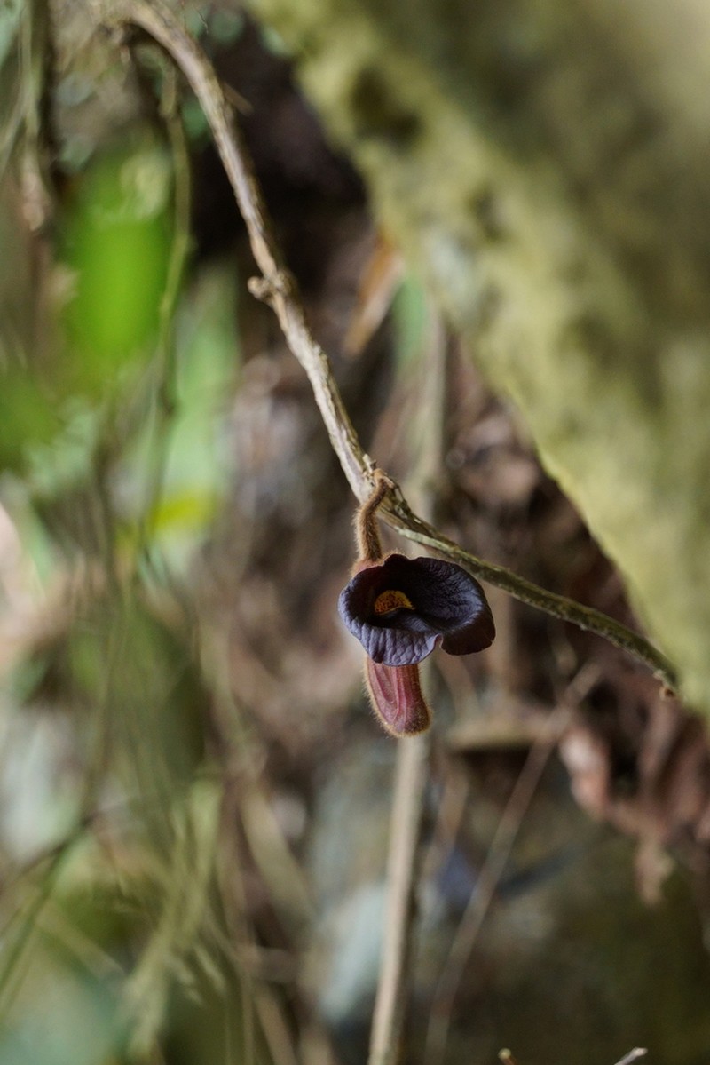 Aristolochia championii photo 7