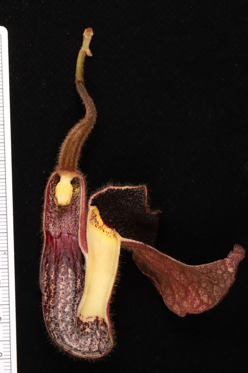 Aristolochia championii photo 8
