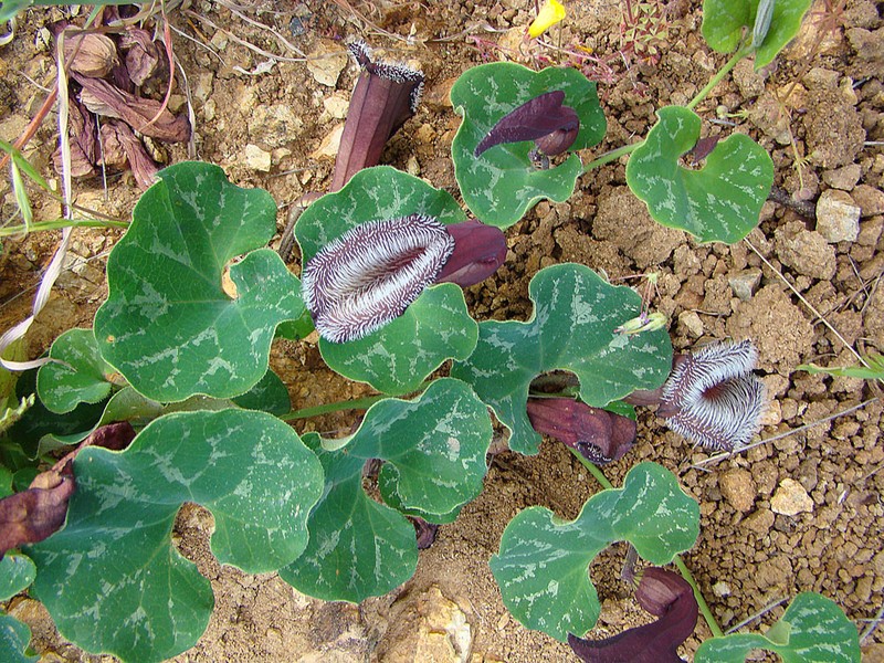 Aristolochia chilensis