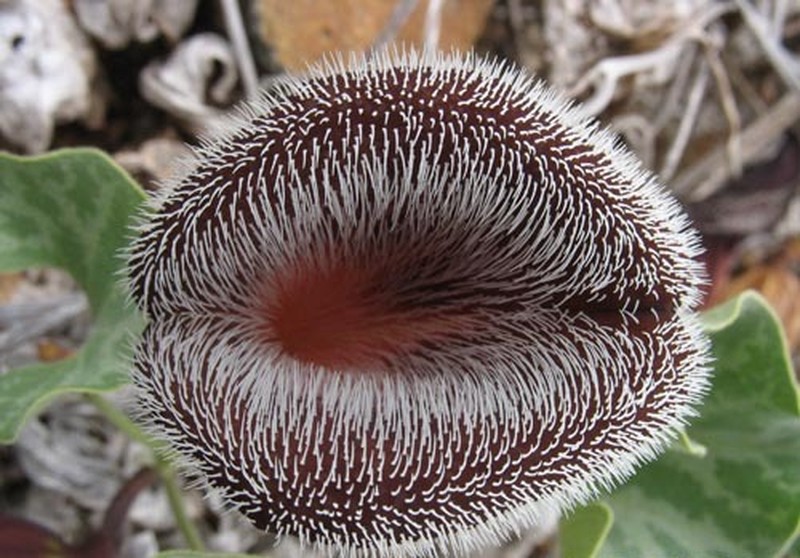Aristolochia chilensis photo 2