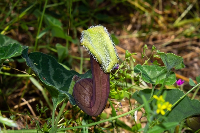 Aristolochia chilensis photo 3