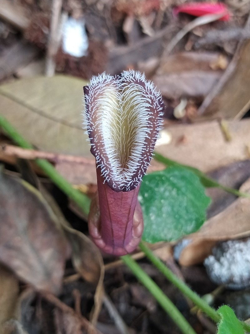 Aristolochia chilensis photo 4